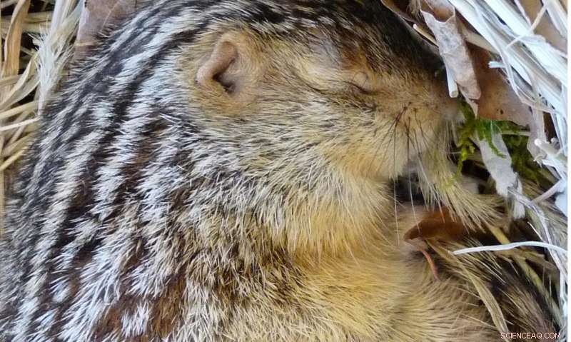 How Hibernating Squirrels and Hamsters Adapt to Cold: Evolutionary Insights