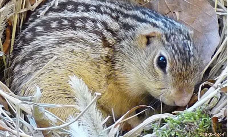 How Hibernating Squirrels and Hamsters Adapt to Cold: Evolutionary Insights