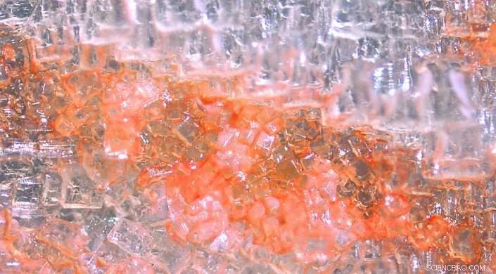 Universal Cellular Division Strategy Uncovered: All Life Forms Share the Same Mechanism