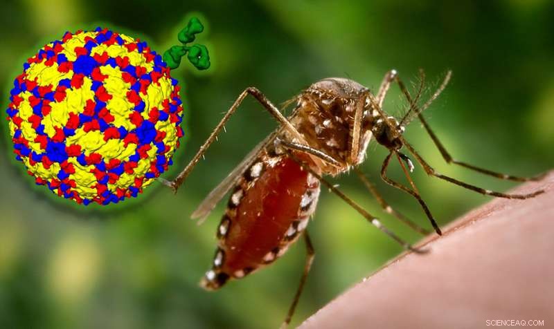 New Insight into Dengue Antibody Attack Points the Way to Safer Vaccines