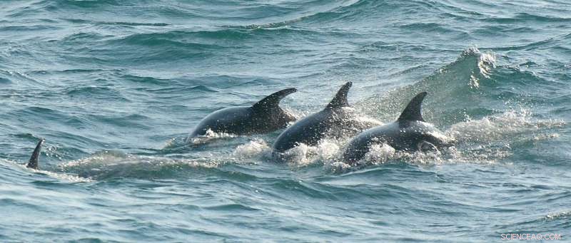 New Study Identifies England’s Only Resident Bottlenose Dolphins