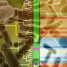 New Insights from Nature: Bacterial Lignin Degradation Unlocks Advanced Biofuel Production