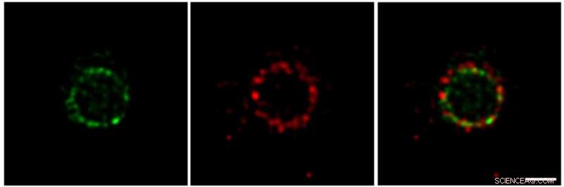 Illuminating Bacterial Cell Division: Insights into FtsZ and FtsN Organization
