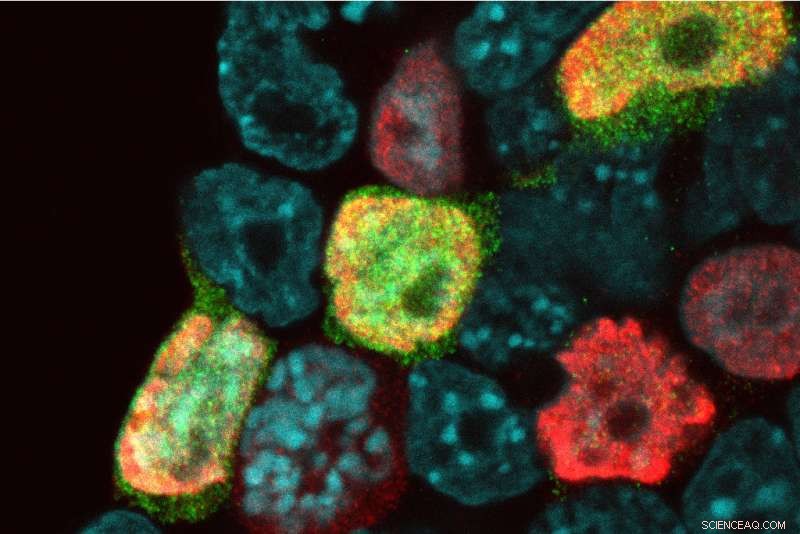 Reawakening Cellular Pluripotency: Unlocking the Full Potential of Stem Cells
