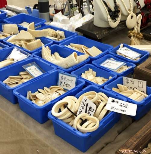 Conservation Group Accuses Japan of Facilitating Illegal Ivory Trade – Updated Findings