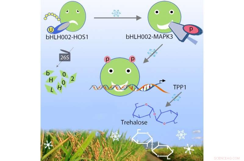Chinese Researchers Uncover New Cold‑Tolerance Pathway in Rice
