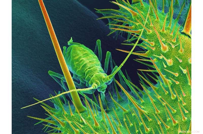 Iron-Maiden Defense: How Plants Protect Themselves