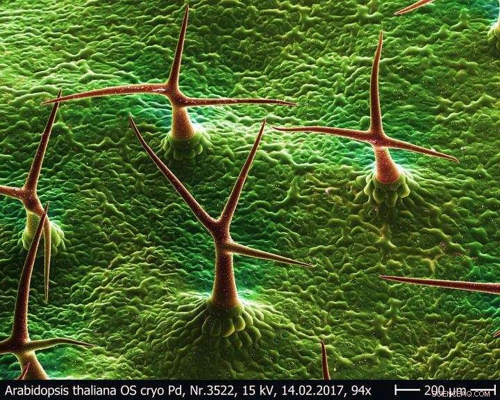 Iron-Maiden Defense: How Plants Protect Themselves