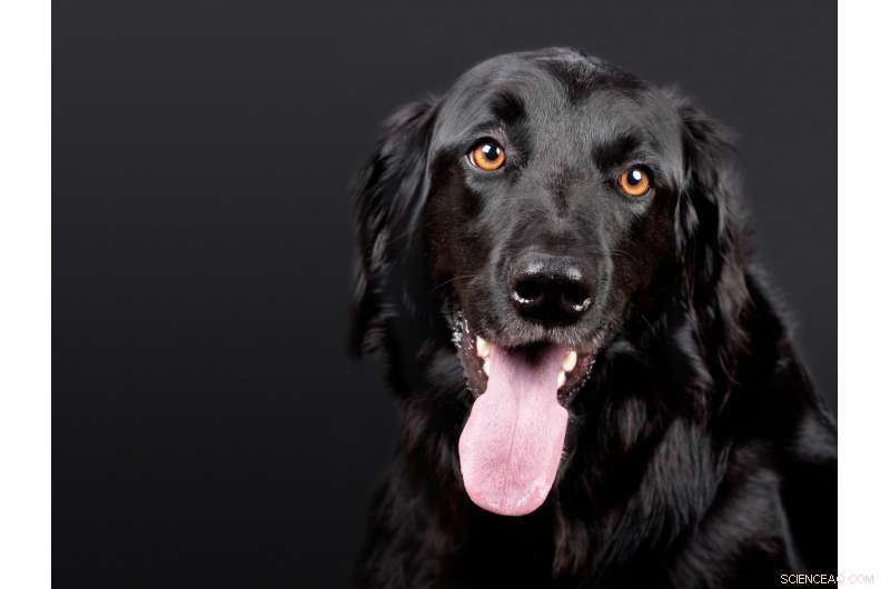 Urgent Alert: Chocolate Poisoning Risk for Dogs Spikes During Christmas – What Pet Owners Need to Know