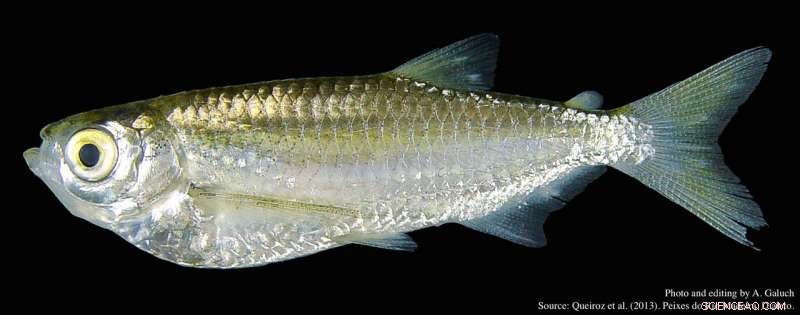 Exploring Amazon River Biodiversity Through Sardines: Insights from the Latest Research