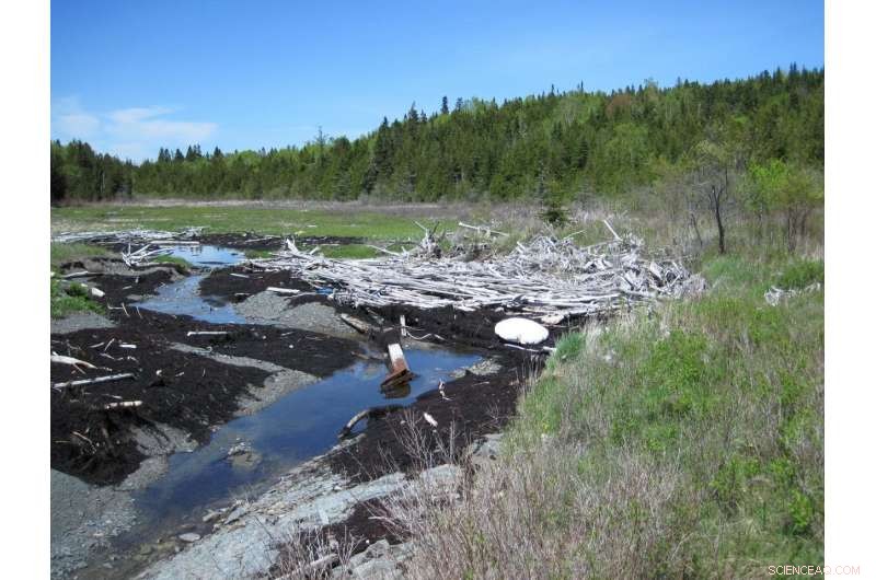 Talitrid Crustaceans: Adaptation and Life in Marine Driftwood