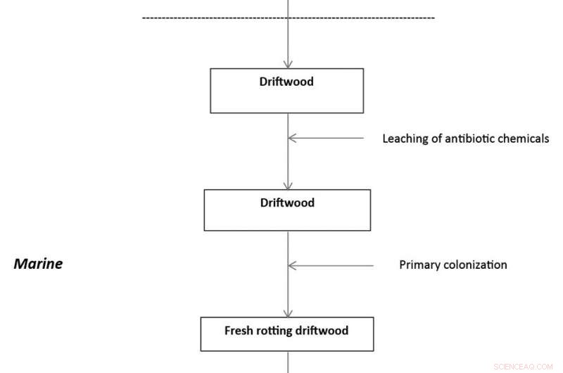 Talitrid Crustaceans: Adaptation and Life in Marine Driftwood