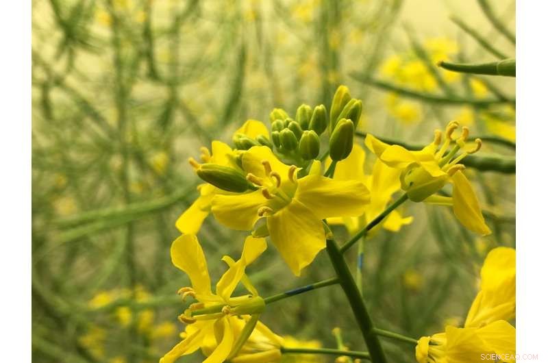 Nighttime Heat Stress Significantly Lowers Canola Production