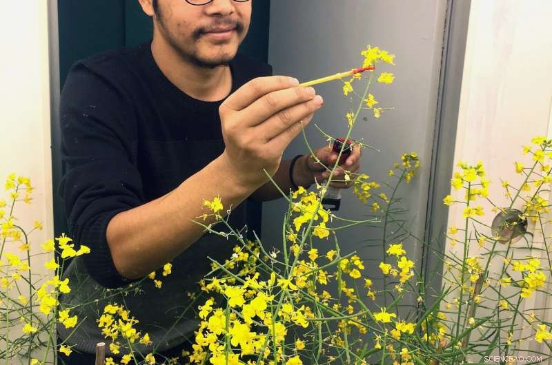 Nighttime Heat Stress Significantly Lowers Canola Production