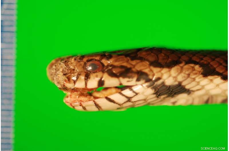 New Study Reveals Global Threat of Snake Fungal Disease