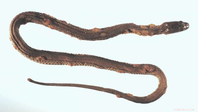 New Study Reveals Global Threat of Snake Fungal Disease