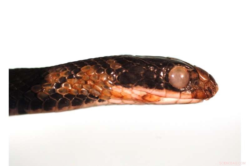 New Study Reveals Global Threat of Snake Fungal Disease