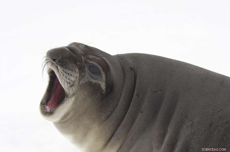 Scientists Directly Observe Live Bacteria in Polar Ice and Snow for First Time