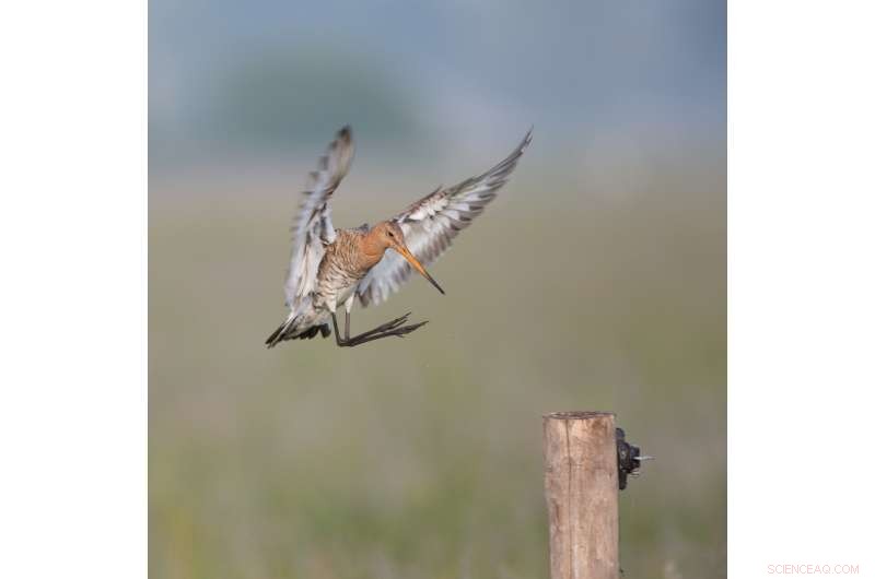 Study Links Political Instability and Weak Governance to Global Species Loss