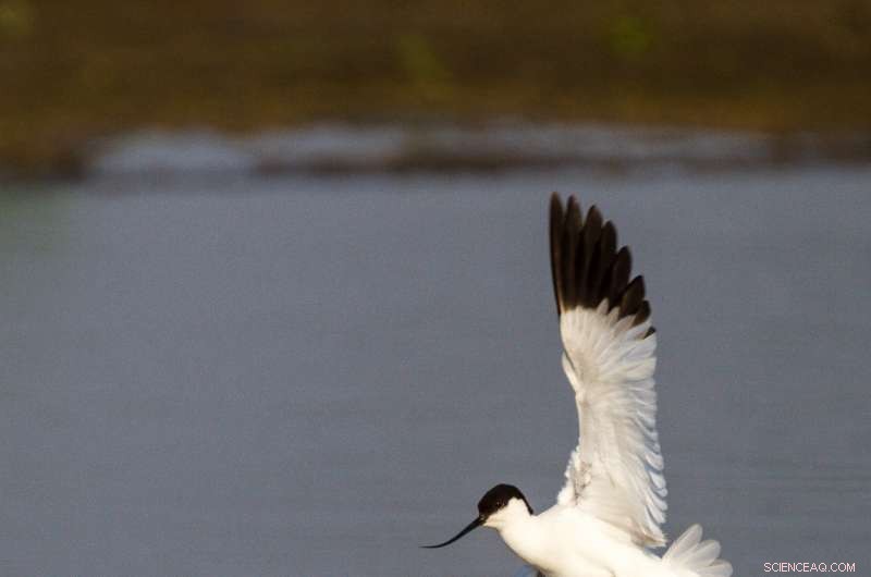 Study Links Political Instability and Weak Governance to Global Species Loss