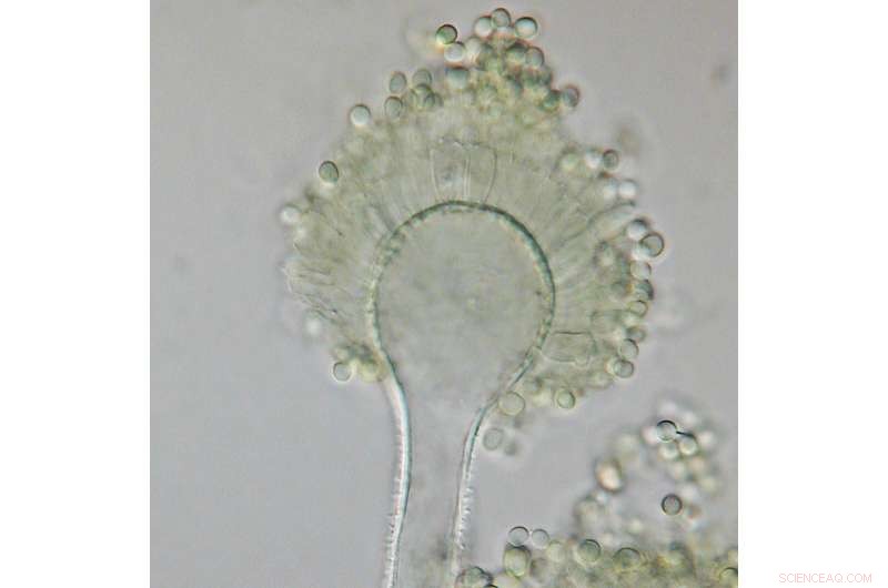 Cornell and NC State Study Finds Crop Fungus Releases Toxic Chemical That Repels Insects