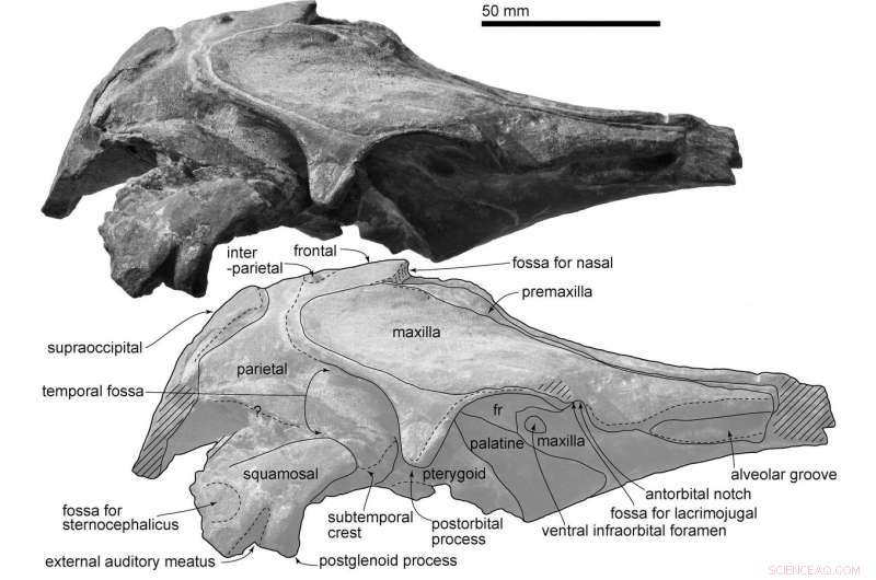 New Oligocene Dolphin Species Urkudelphis chawpipacha Discovered in Ecuador