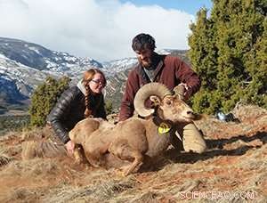 Targeting Female Bighorn Sheep May Increase Trophy Ram Populations