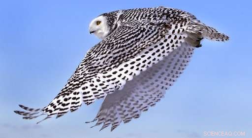 New Study Reveals Snowy Owl Populations Significantly Lower Than Previously Estimated