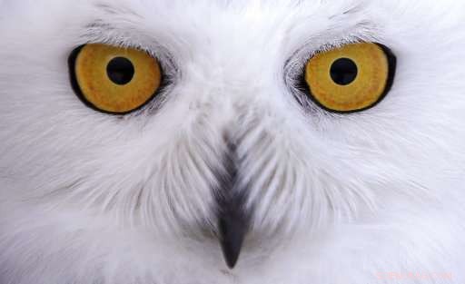 New Study Reveals Snowy Owl Populations Significantly Lower Than Previously Estimated
