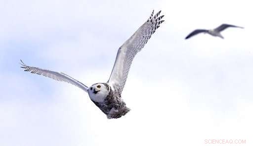 New Study Reveals Snowy Owl Populations Significantly Lower Than Previously Estimated