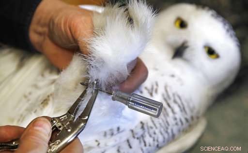 New Study Reveals Snowy Owl Populations Significantly Lower Than Previously Estimated