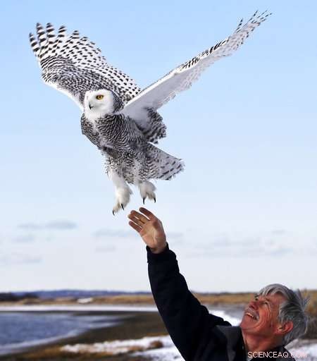 New Study Reveals Snowy Owl Populations Significantly Lower Than Previously Estimated