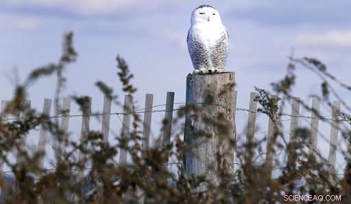 New Study Reveals Snowy Owl Populations Significantly Lower Than Previously Estimated