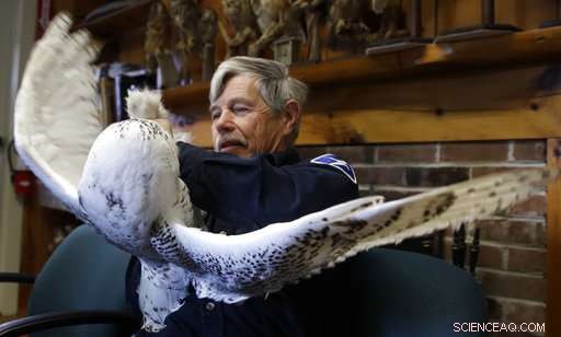 New Study Reveals Snowy Owl Populations Significantly Lower Than Previously Estimated