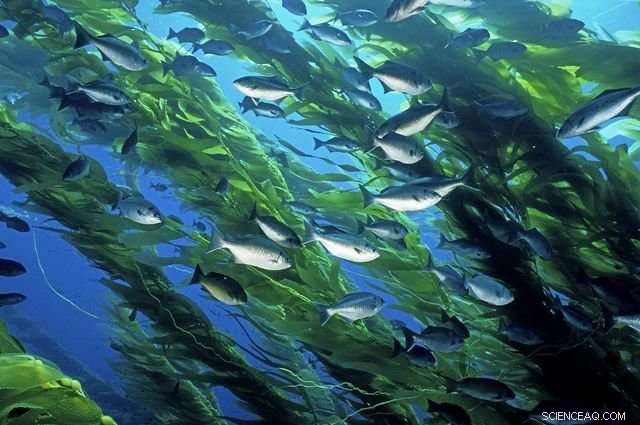 Thousands of Citizen Scientists Aid Researchers in Mapping and Protecting Kelp Forests