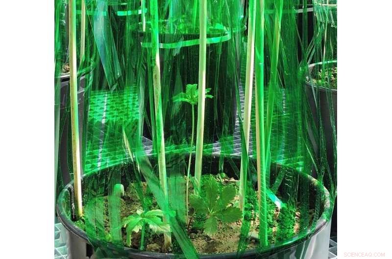 Plants Strategically Select Competitive Responses Based on Surrounding Density