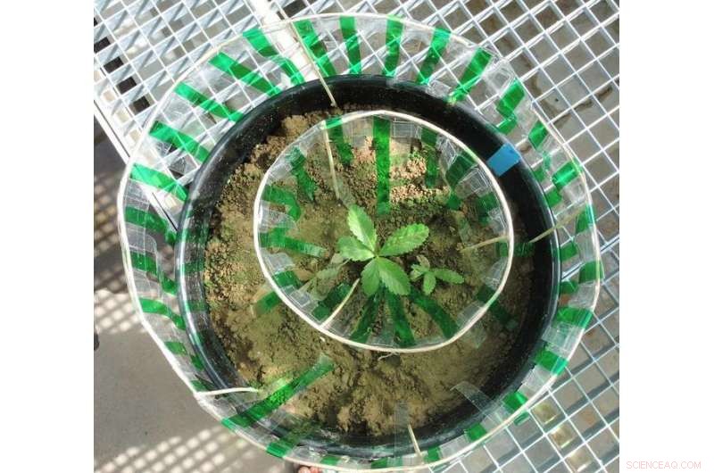 Plants Strategically Select Competitive Responses Based on Surrounding Density