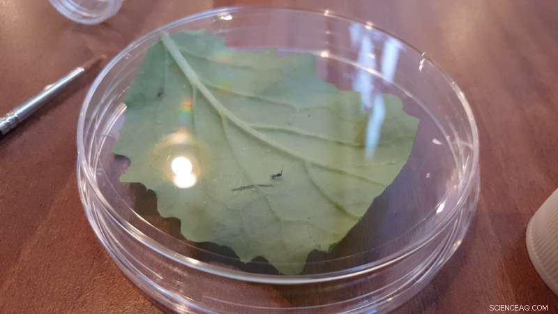 Parasitic Wasps Targeting Aphids: Insights from the Royal Institution Christmas Lectures