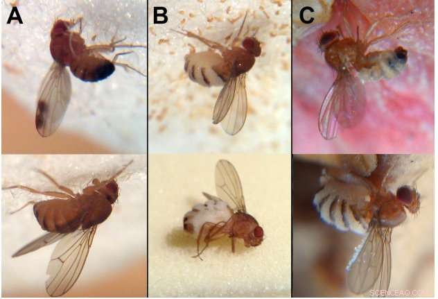 How a Fungus Hijacks Fruit Flies to Spread Its Spores
