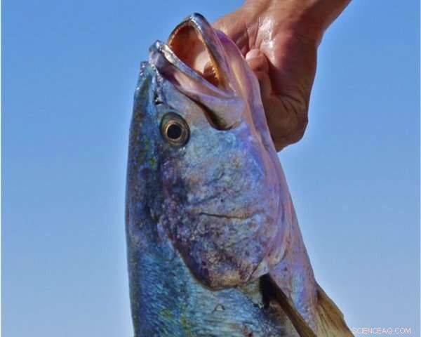 Loud Reproductive Calls of Mexican Fish Can Deafen Dolphins