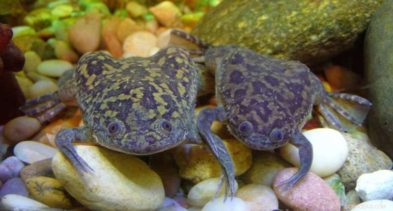 Study Reveals Fertilization Triggers Thousands of Protein Changes in Frog Eggs