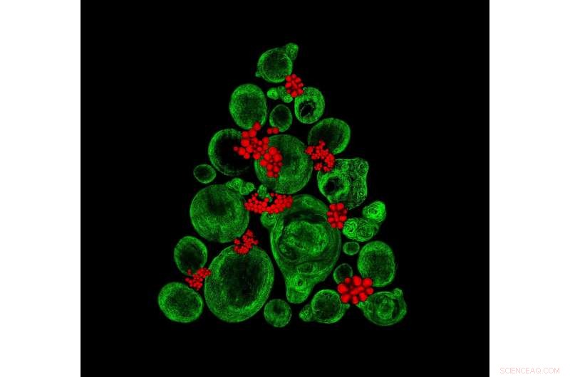 Seasonal Imaging Reveals Key Insights into Stem Cell Biology