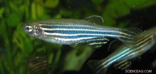 Scientists Discover Deafness Gene Enables Fish to Detect Water Movements