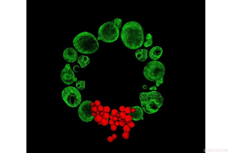 Seasonal Imaging Reveals Key Insights into Stem Cell Biology