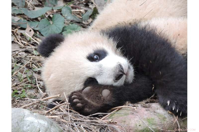 Track and Protect Giant Pandas with Innovative Footprint Identification Technology