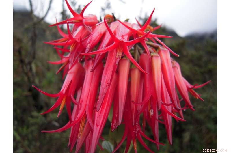 Comprehensive Assessment of Vascular Plant Species Across the Americas