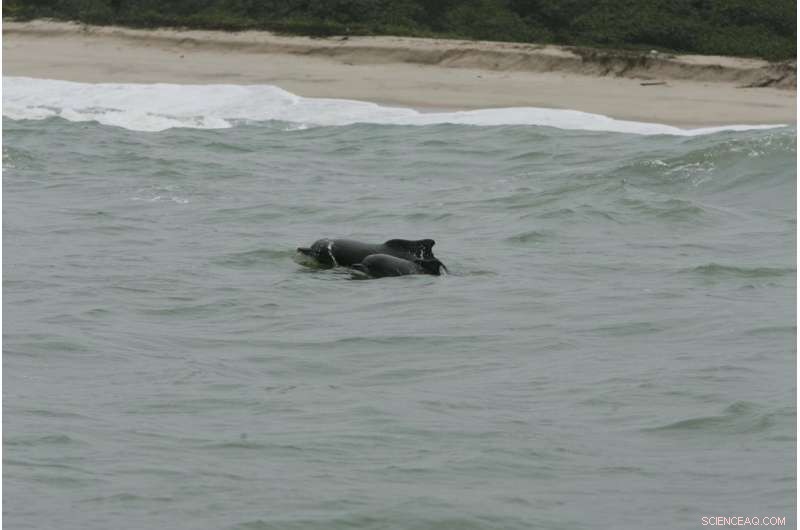 West African Dolphin Declared Among Africa’s Most Endangered Mammals