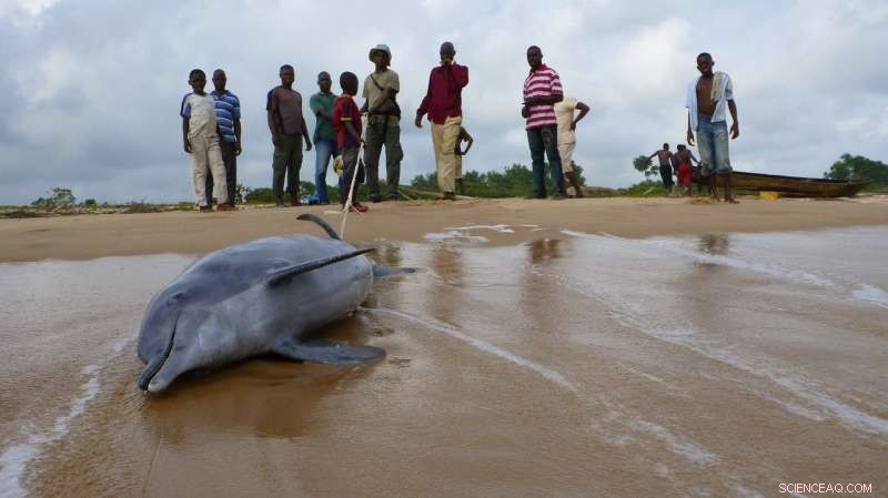 West African Dolphin Declared Among Africa’s Most Endangered Mammals