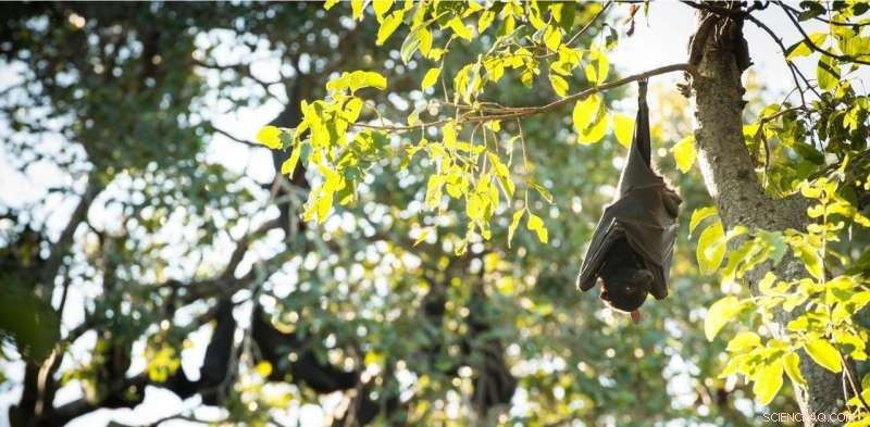 Protecting Bats: A Balanced View on Australian Bat Lyssavirus and Human Safety