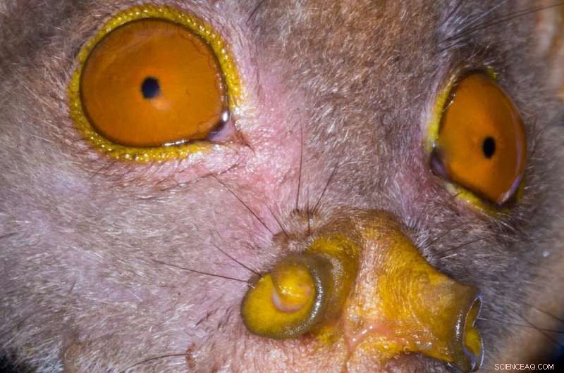 Protecting Bats: A Balanced View on Australian Bat Lyssavirus and Human Safety